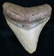 Megalodon Tooth - North Carolina #11017-1